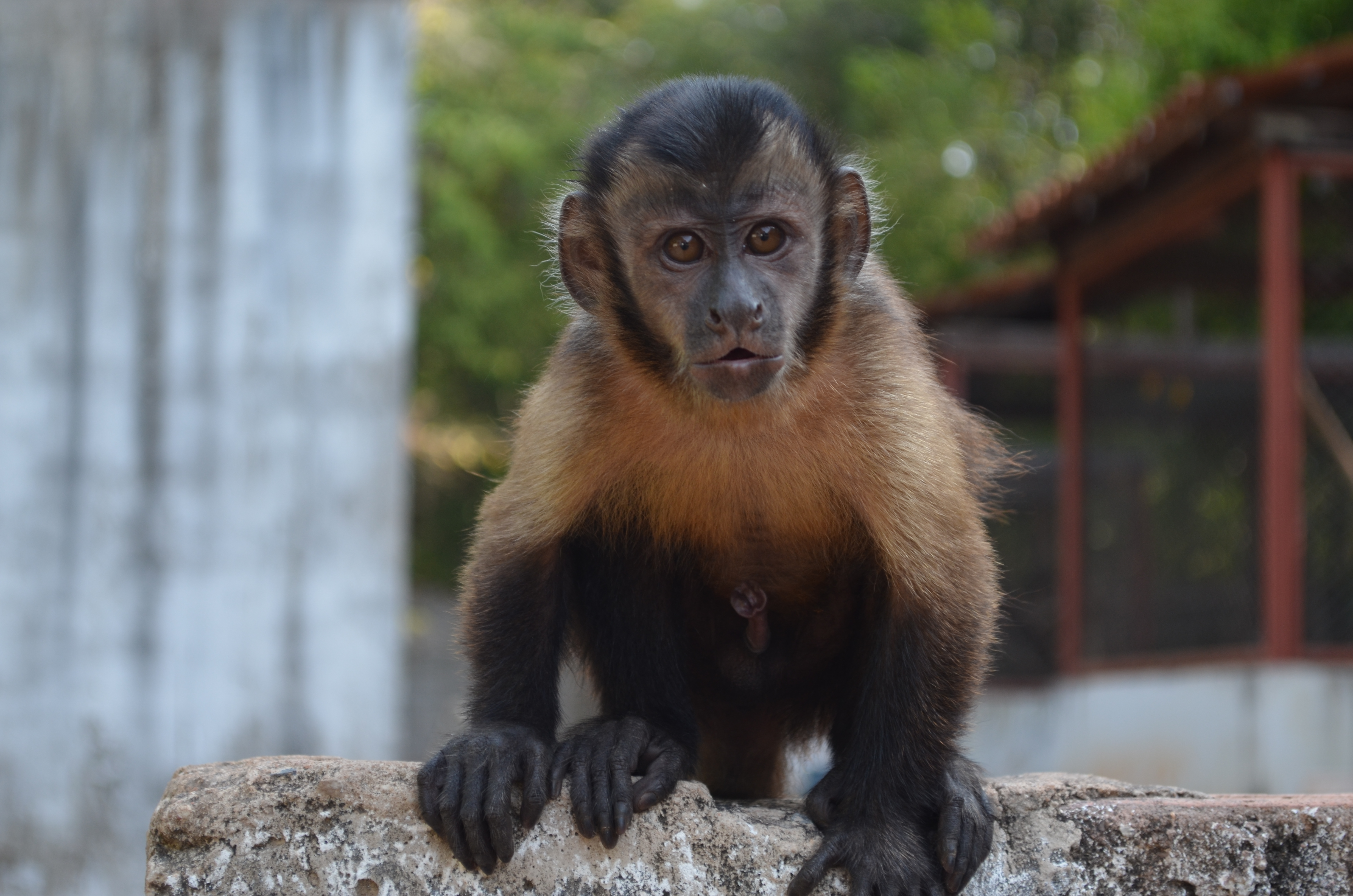 Photo of Capuchin Monkey
